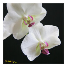 White Orchids on Black 20x20 Poster