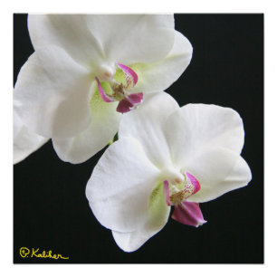 White Orchids on Black 20x20 Poster