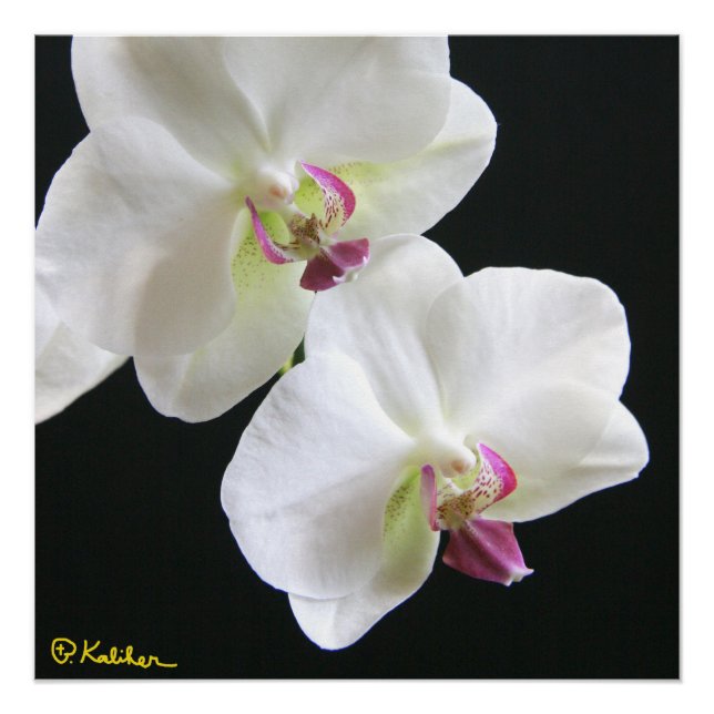 White Orchids on Black 20x20 Poster (Front)