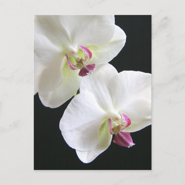 White Orchids on Black Postcard (Front)