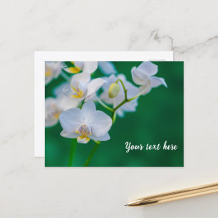 White Orchids on Green Postcard