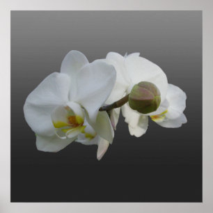 White Orchids Poster