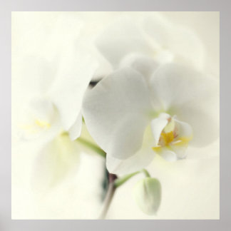 white orchids poster