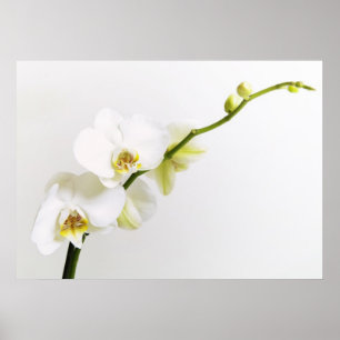 White orchids poster