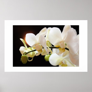 White Orchids Poster