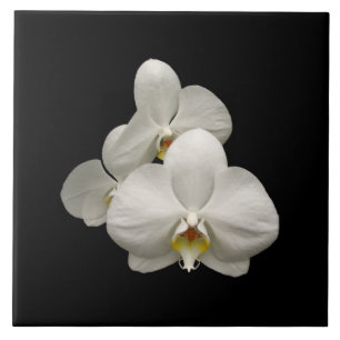 White Orchids Tile