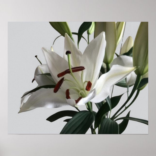 White Oriental Lily Flower Poster (Front)