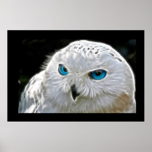 White Owl Bird Photo Nature Wall Poster