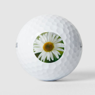 White Oxeye Daisy - Leucanthemum vulgare Golf Balls