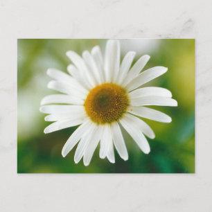 White Oxeye Daisy - Leucanthemum vulgare Postcard