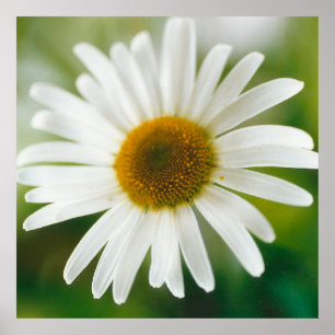 White Oxeye Daisy - Leucanthemum vulgare  Poster