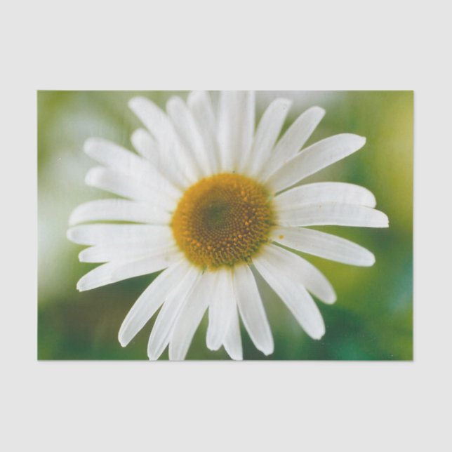 White Oxeye Daisy - Leucanthemum vulgare   Tissue Paper (Front)