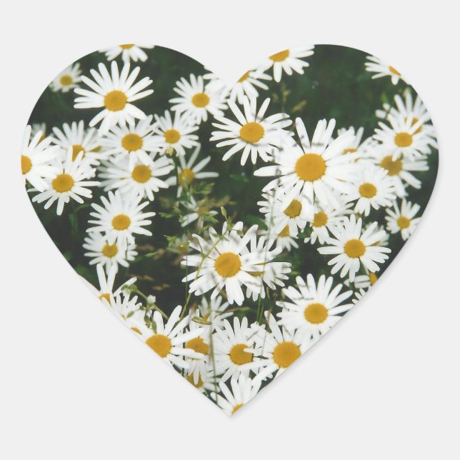 White Oxeye Daisy Meadow Heart Sticker (Front)