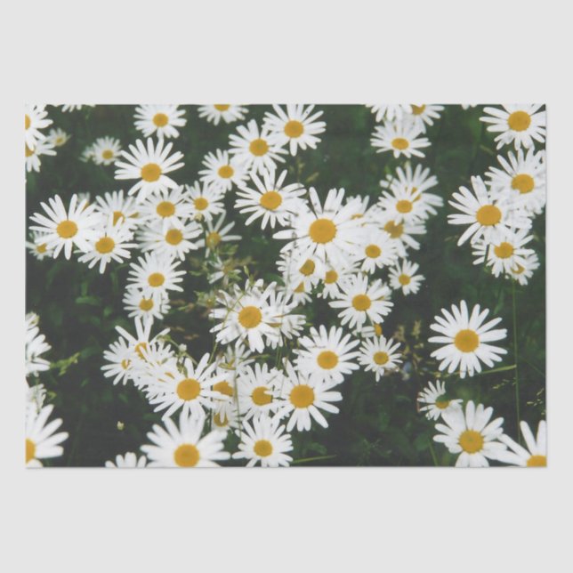 White Oxeye Daisy Meadow Tissue Paper (Front)