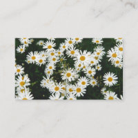 White Oxeye Daisy, Moon Daisy Meadow