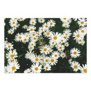 White Oxeye Daisy, Moon Daisy Meadow Photo Print