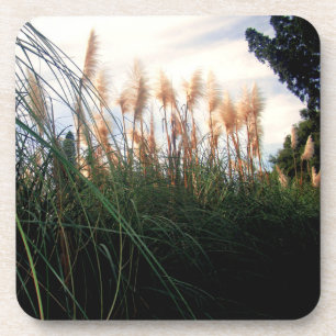 White Pampas Grass Blooms, Coasters