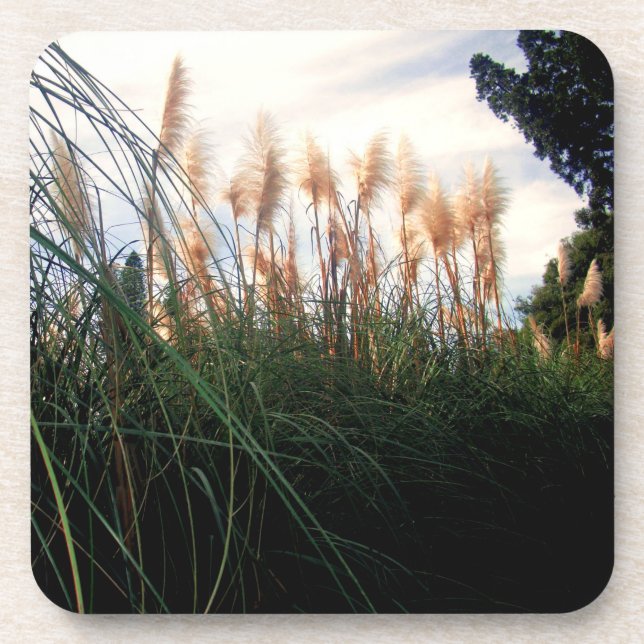 White Pampas Grass Blooms, Coasters (Front)