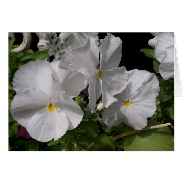 White Pansies (Front Horizontal)
