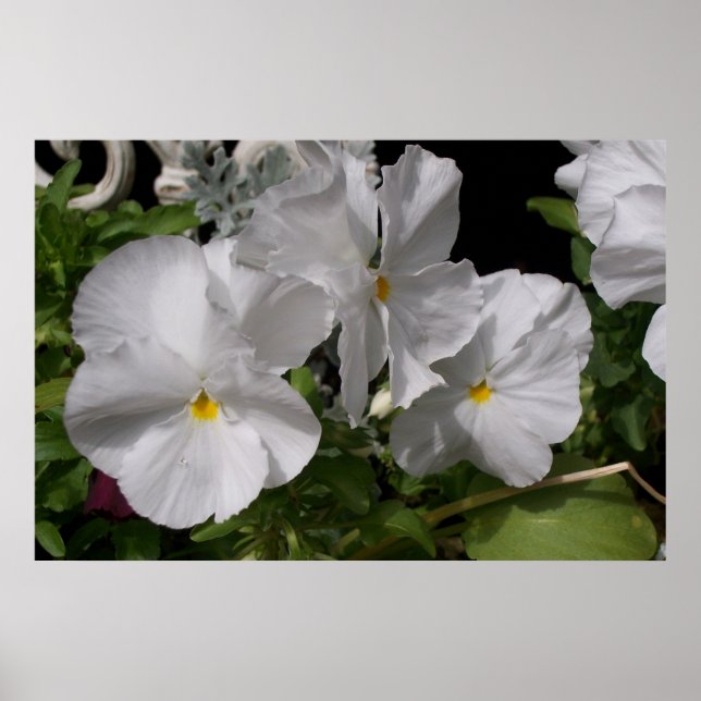 White Pansies Poster (Front)