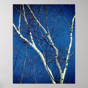 White Paper Birch Tree Branches Against Blue Sky Poster