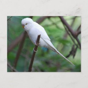 white parakeet postcard