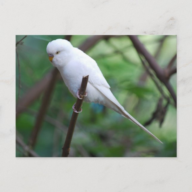 white parakeet postcard (Front)
