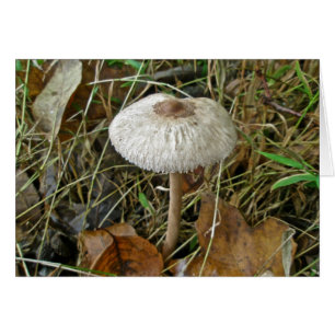 White Parasol Mushroom Coordinating Items
