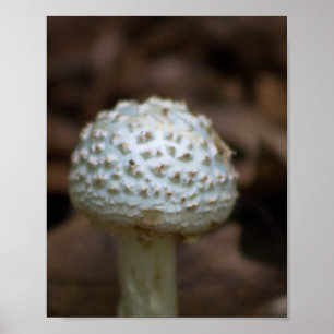White Parasol Mushroom Poster
