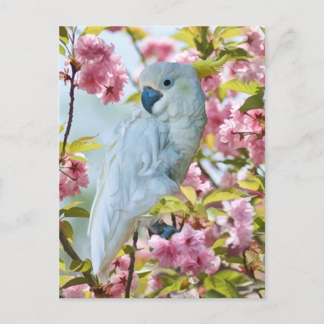 White Parrot in Crab Apple Tree Postcard (Front)