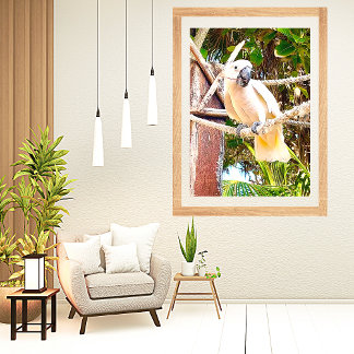 White Parrot Mexican Tropical  Poster