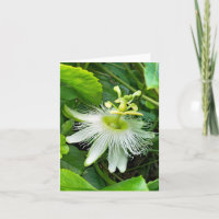 White Passiflora