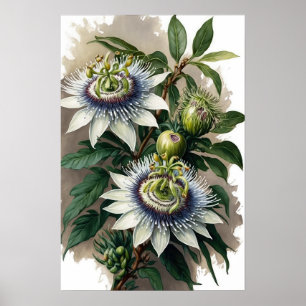 White Passion Flower Art Print Poster