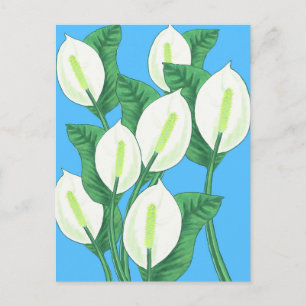 White peace lilies on pale blue background postcard