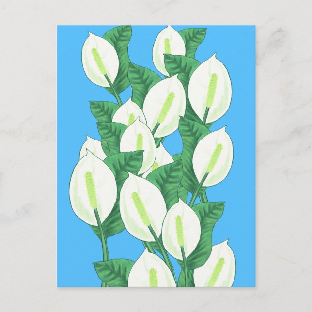 White Peace lily Illustration  Postcard (Front)