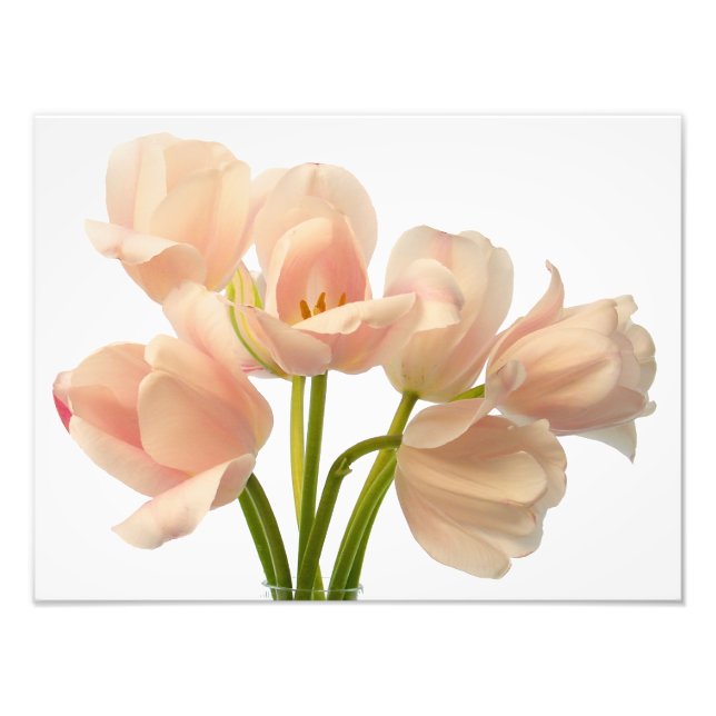 White & Peach Parrot Tulips Background Customised Photo Print (Front)