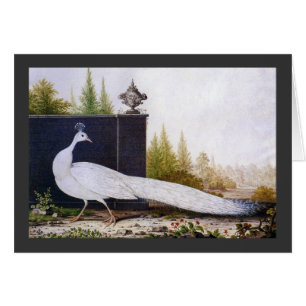 White Peacock