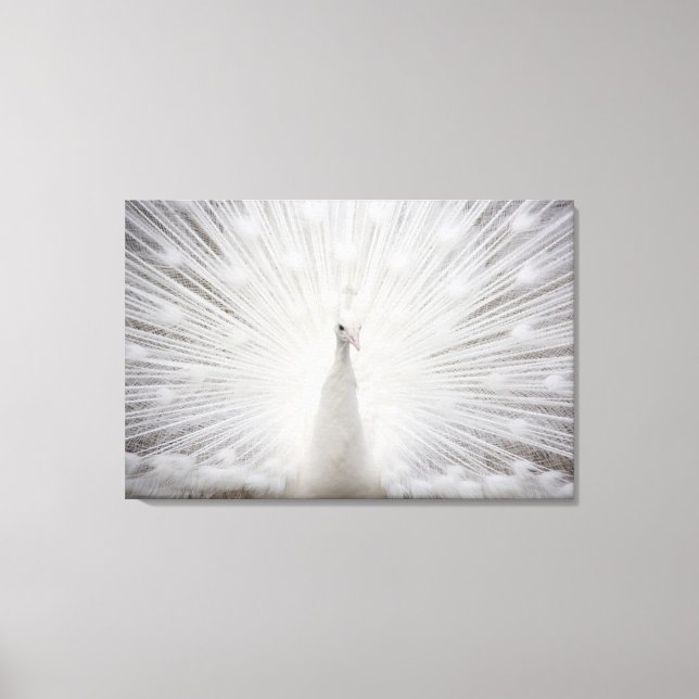 white peacock - 3 panels canvas print (Front)
