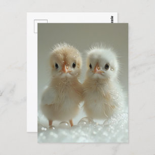 White peacock babies, Postcrossing Postcard