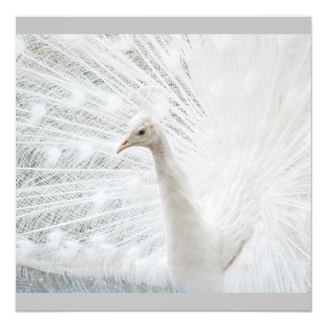 White Peacock beautiful feathers Photo Print (Front)