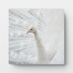 White Peacock beautiful feathers Plaque