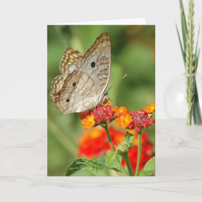 White Peacock Butterfly Blank Note Card (Front)