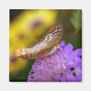 White peacock butterfly on purple bloom magnet