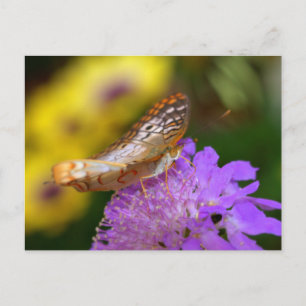 White peacock butterfly on purple bloom postcard