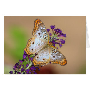 White Peacock Butterfly on Purple Flowers