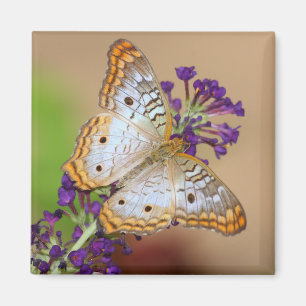 White Peacock Butterfly on Purple Flowers Magnet