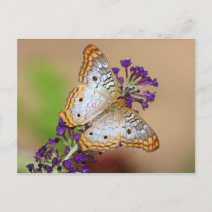 White Peacock Butterfly on Purple Flowers Postcard