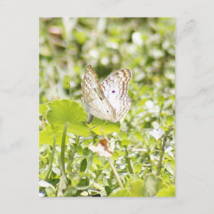 White Peacock Butterfly Photo Postcard