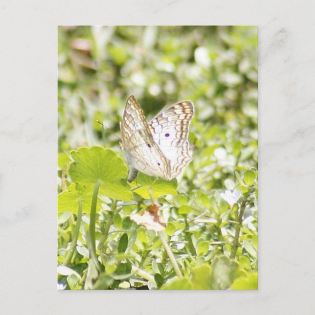 White Peacock Butterfly Photo Postcard (Front)