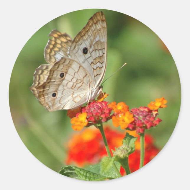 White Peacock Butterfly Sticker (Front)